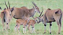3 Days Masai Mara Group Joining -- Daily Departures