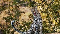 3 Days 2 nights Amboseli Daily Departures 