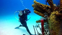 Catalina Island Diving