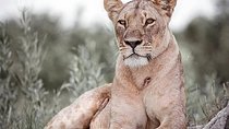6 days safari to Lake Manyara, Tarangire, Serengeti and Ngorongoro crater