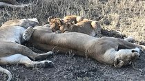 6 days Safari to Lake Eyasi, Natron, Manyara, Serengeti and Ngorongoro crater