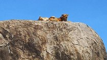 6 days safari Lake Manyara, Serengeti, Ngorongoro crater
