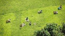 Day tour to Kiambethu tea farm in Limuru