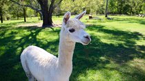 Trevena Glen Half Day Animal Tour