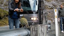 Luxury Milford Sound Coach and Scenic Cruise 