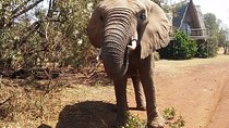 Walk with Elephants in Their Natural Environment