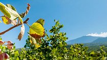 Private Etna tour and pistachio lunch in a pistachio farm