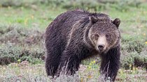 Half-Day Wildlife Safari Tour in Grand Teton National Park