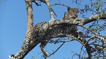 6 Days Serengeti Wildebeest Migration Safari