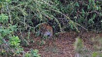 Wilpattu Safari tour from Negombo