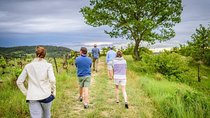 Foraging in Provence