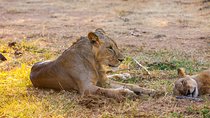 3-Day Samburu safari from Nairobi