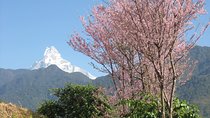Private Multi Day Nepal Poon Hill Trekking Tour