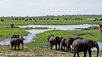 Hwange Safari Daytrip from Vic-Falls
