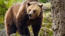 Bear Watching in The Wild from Brasov (100 %)