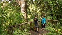 Private Auckland West Coast Day Tour