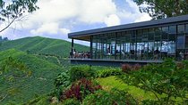Full Day Cameron Highlands Nature Tour