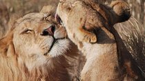 Big Five Safari In Tanzania
