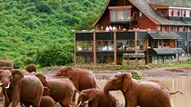 Private 6 Days Aberdares, Lake Nakuru and Masai Mara Wildlife Safari
