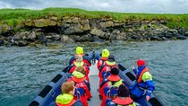 Reykjavik Premium Puffin tour | Close Up and Personal