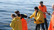 Reykjavik Sea Angling Gourmet