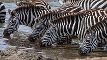 Introducing Kenya Safari Package