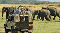 Day Tour from kandy to Sigiriya, Dambulla & National Park safari.