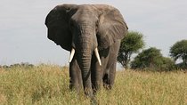 Tarangire National Park