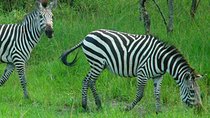 1 Day Lake Mburo National Park Short Safari from Kampala