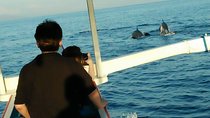 Lovina sunrise with Dolphin watching and Twin Banyumala Waterfall Day Trip
