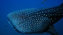 Whale Shark Adeventure Small Group | Isla Mujeres