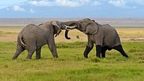 13 Days Kenya Wildlife Safari Trail on 4xx4 Land Cruiser Jeep