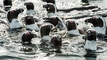 Combo Tour: Marine Wildlife Cruise and Cape Point PM