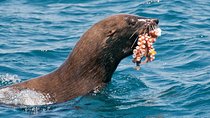 Combo Tour: Marine Wildlife Cruise and City PM 