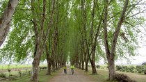 Full-Day Private Maipo Valley Bike Tour and Wine Tasting from Santiago