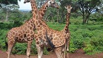 Arusha National Park Guided Tour From Arusha 
