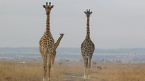3 Day Lake Nakuru Safari