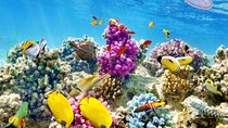 Full-Day Snorkeling Trip to Orange Island from Hurghada