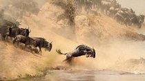 8 Days, 7 Nights Masai Mara, Lake Nakuru, Lake Naivasha, Samburu And Aberdares