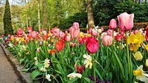 Private 4 hours Keukenhof Tulip Fields Tour from Amsterdam
