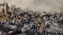 7 Day 6 nights Great Migration Classic Tanzania Safari