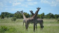  Two-Day Mikumi National Park Escape from the Cruise Crowds