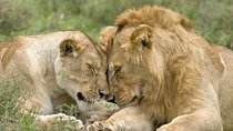 Classic Best Adventure In Kenya And Tanzania 2025