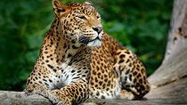 Wilpattu National Park Entrance Ticket with Private Safari