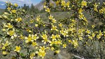 South Okanagan Desert Tour 
