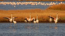 Birdwatching and Photo Tour in Diaccia Botrona