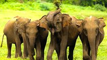 Udawalawe Half Day Safari (Entrance + Lunch)