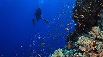 Amazing Giftun Island Snorkeling Trip in Hurghada