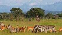 5-Day Mikumi & Ruaha Tanzania Wildlife Lodge Safari