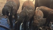 Tarangire and Ngorongoro 2 days Budget camping Safari